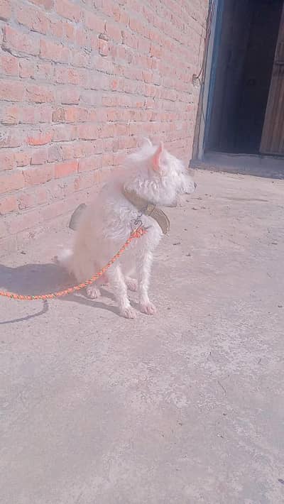 russain femle for sale