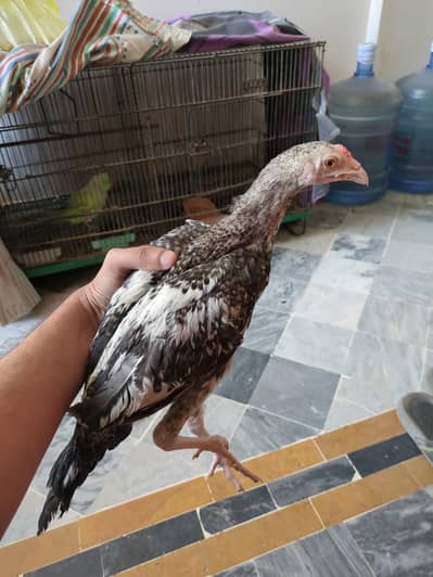 White heera 2 months