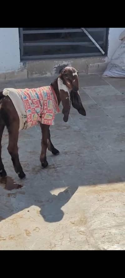 big size amratsari beetal bakri with female kid