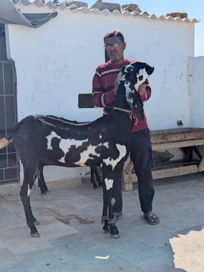 big size amratsari beetal bakri with female kid