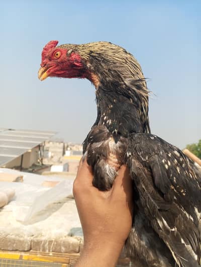 best aseel patha for sale