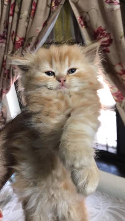 Fliffy persion kittens is for sale