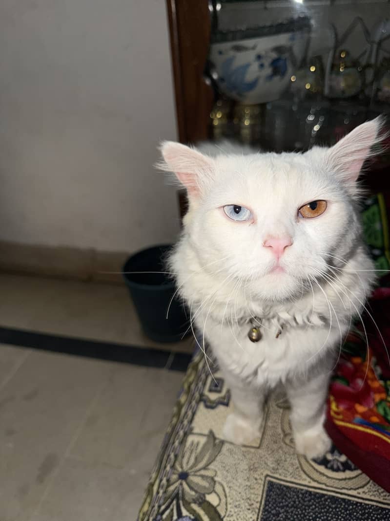 white Persian kitten| Triple long coated |semi  punch Face |odd Eyes 0