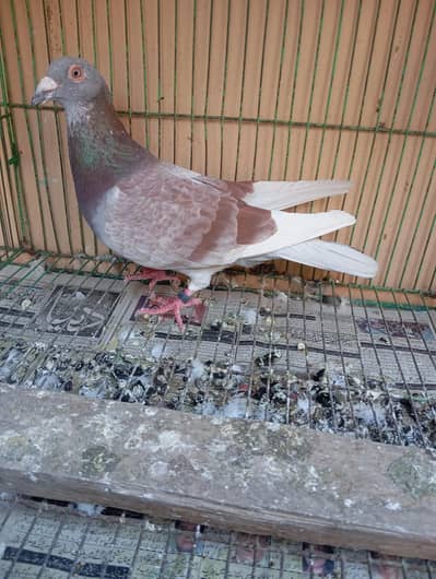 qasid red male in good quality available