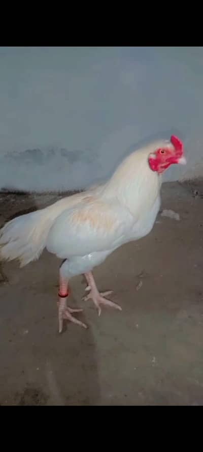 Aseel Murgha for sale