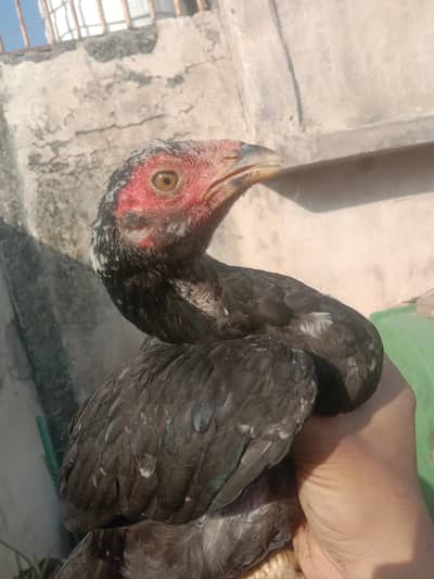 Aseel pathy Quality Waly