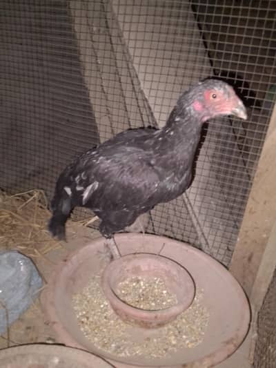 beautiful hen breeder urgent sale