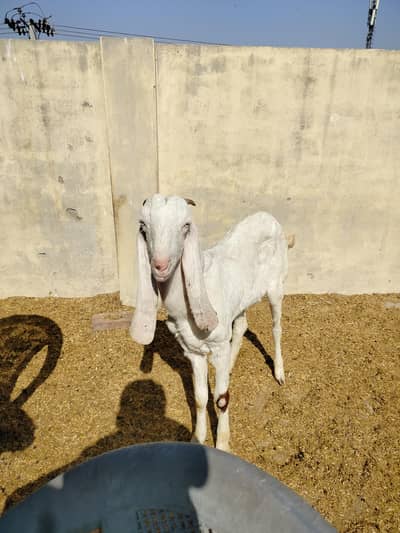 Rajan puri gulabi goat number 03285570829 I do no pregnant