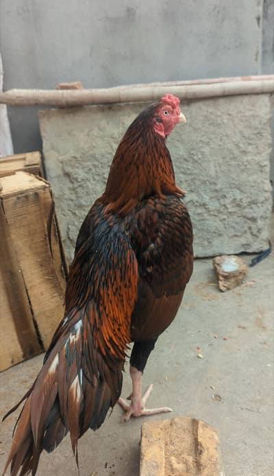 peela patha blue eyes high quality aseel hen