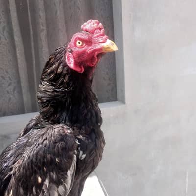 aseel mushka patha f