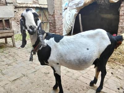 Black white goat