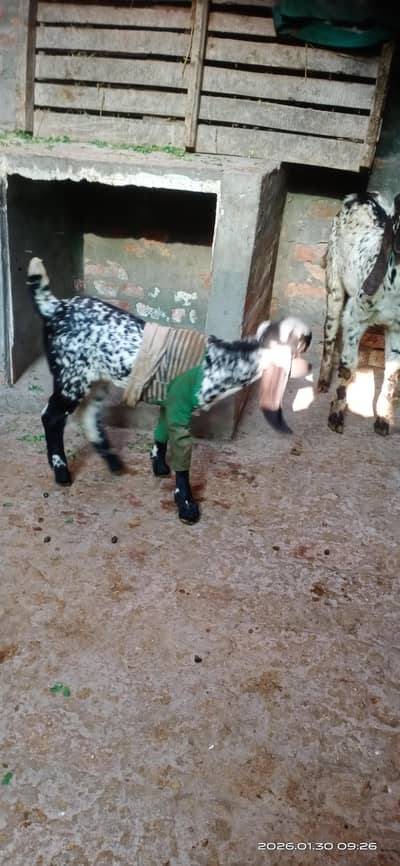 betal bakri 4 dant tota face 03487505620