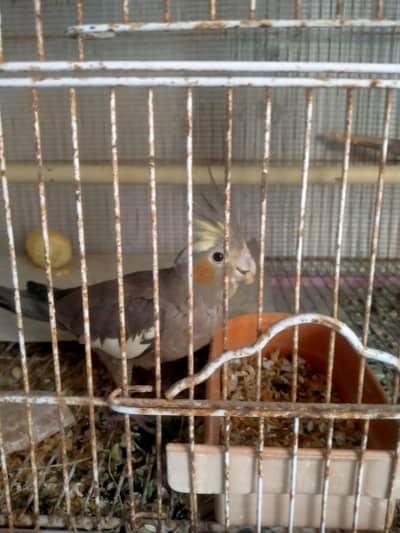 Urgent sale 03132613326