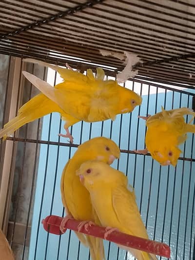 Urgent sale 03132613326