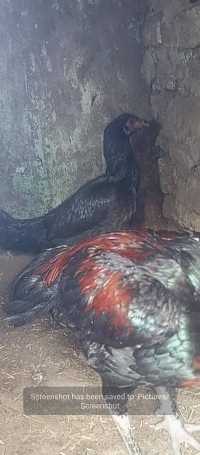 pure Thai dragon black eyes for sale long hight urgent sale