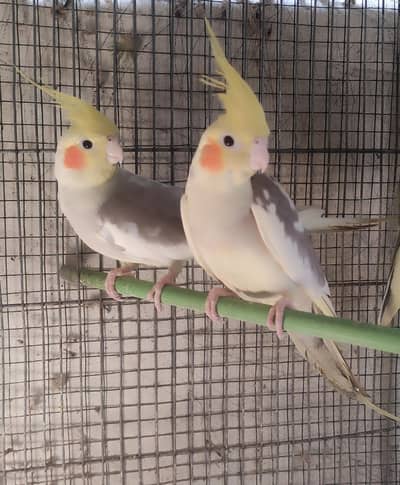 3Nos. Cocktail for Sale