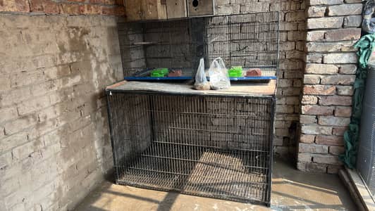 Love birds |Raw cage |cage |white dove |gry java|