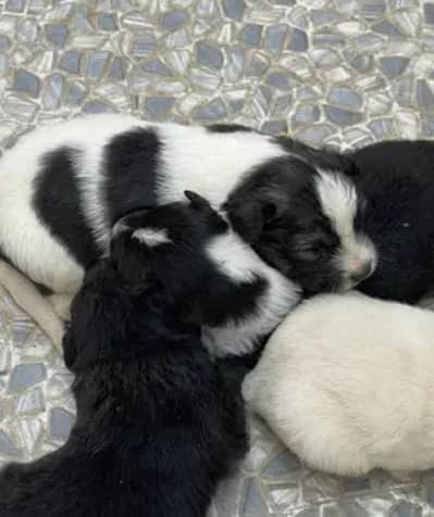 Russian Puppy for sale