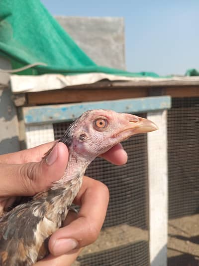 Thai trat + Thai panas phathyia