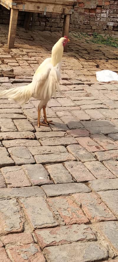 Heera Aseel Murga // Contact no. 03095721445/ 03132936445