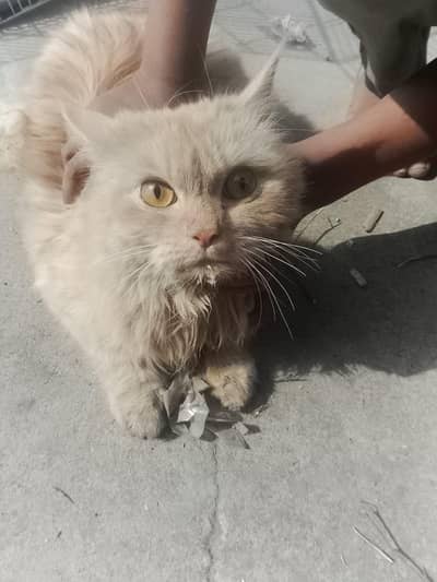 persion beautiful cat