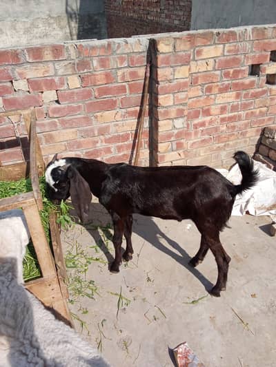Male goat  sales