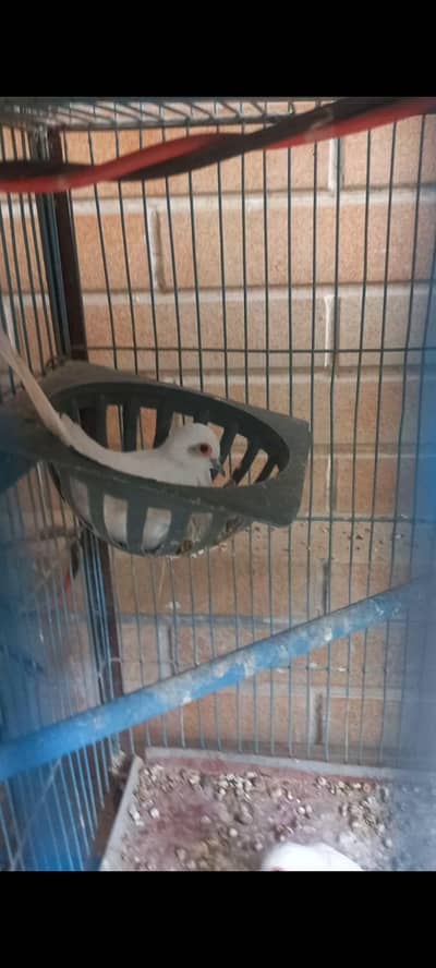 Diamond Full Washed pair