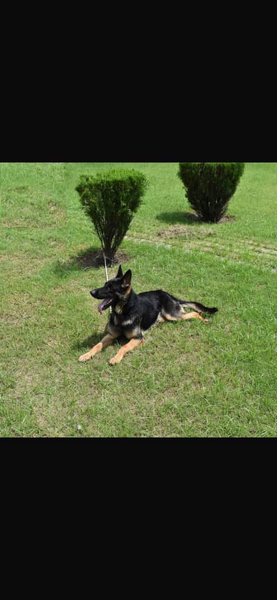 Pedigreed microchiped