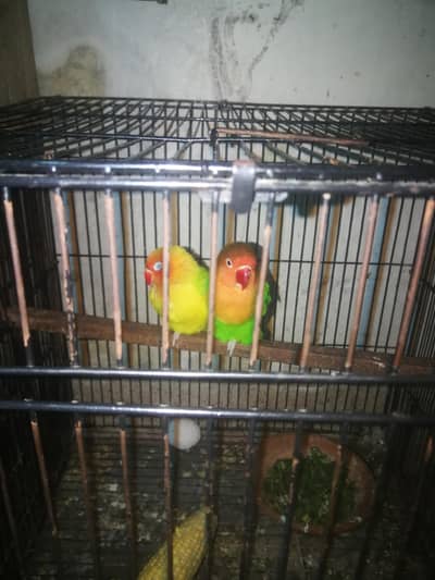 I want to sell love bird thy also give eggs and children
