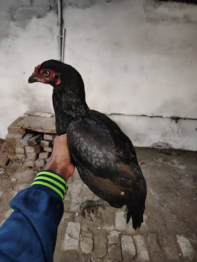 Aseeal female farsale