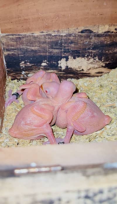 Yellow chick (Only chicks)