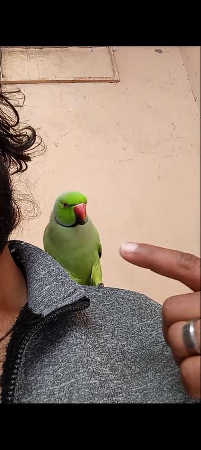 Hand Tame Parrot Available