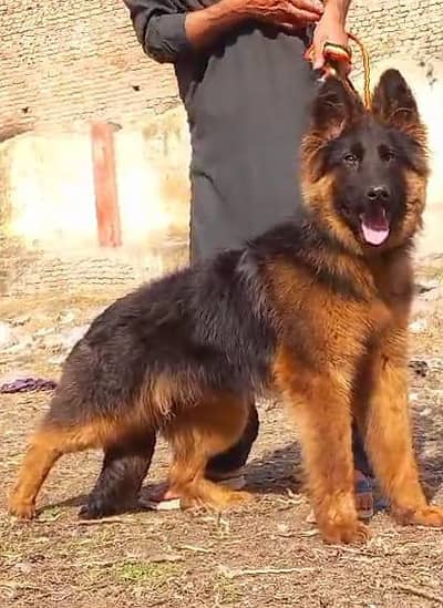 German shepherd male for sale