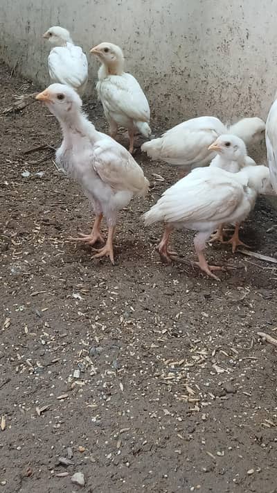 aseel heera k bache  1 month k good size or healthy