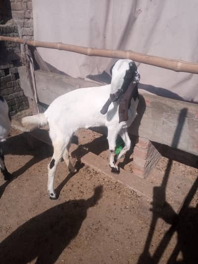 betall naslle h 03079483184 watshap nmbr