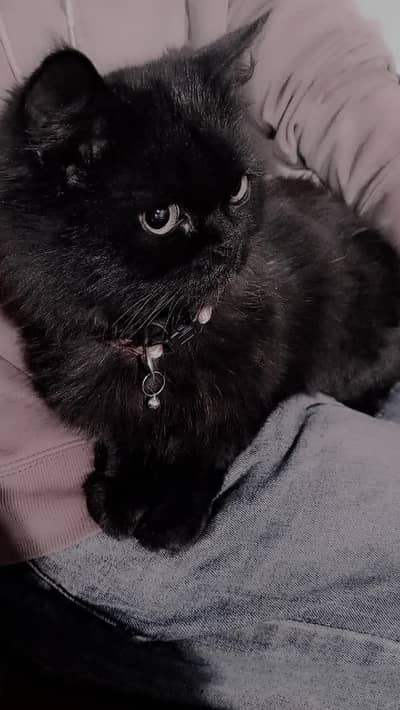 Exotic shorthair breed 4 months old black colour