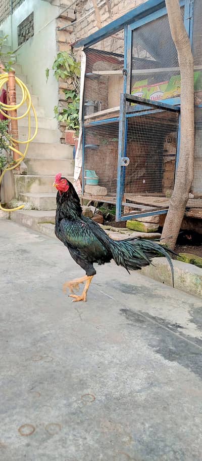 Aseel Hen lasani Murga