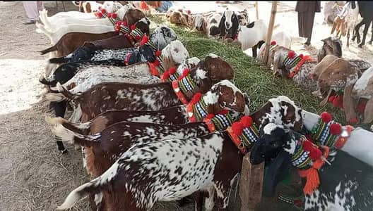 partner required for goat farming business