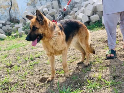 German shepherd female