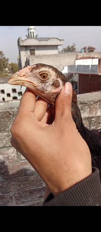 pakoya+trat male chick for sale high quality male