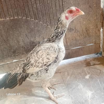 kuruk aseel fresh 03701952451