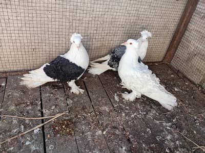 frill back pigeons