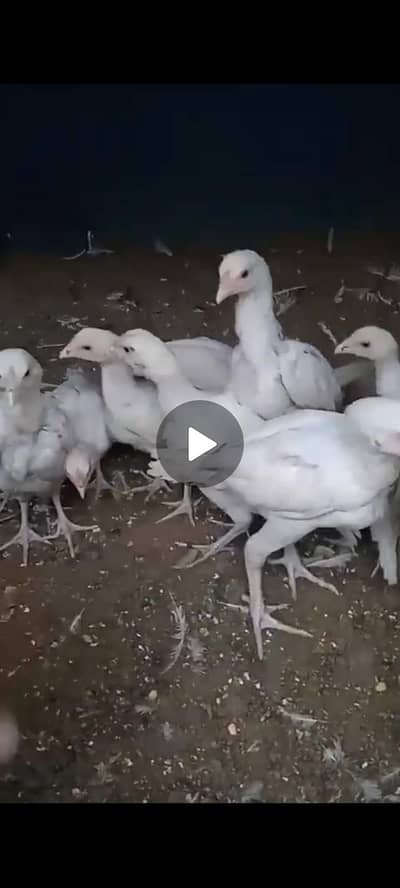 Aseel Paper White Hera Chicks. Age 3 months. 03002433462