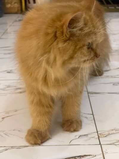 Persian kitten litter trained playfull available