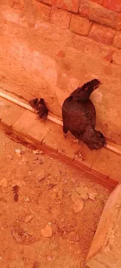 Aseel Mushki Big size with 4  Black  Mushki chicks.