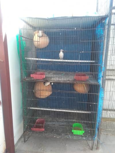 2 pinjre Hain 2 or 3 poshion ke