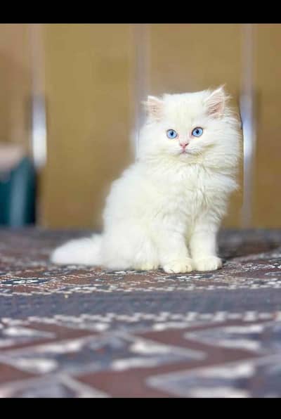 parsin kittin for sell. 03455047810