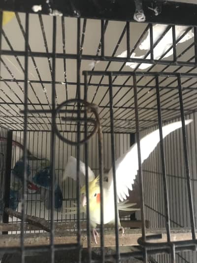 Cocktail male female