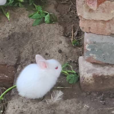 white rabbits red eye