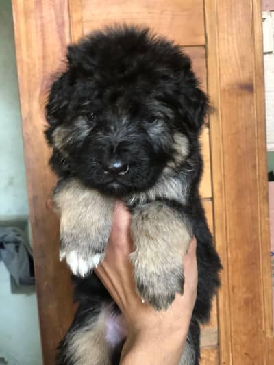 top quality German Shepherd male Puppy